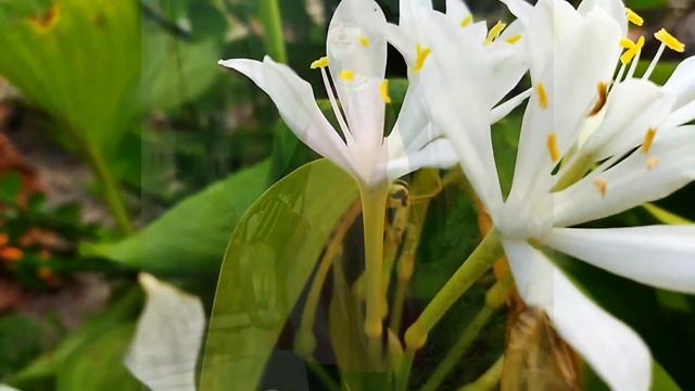 Stunning Old Women Over 60 In Dressed Classy Beauty And Mini Skirt, Man's Dream By FUM 96 смотреть онлайн