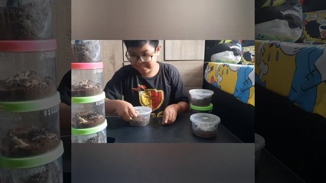 Youngest Tarantula Keeper in PH - Jaekob's Feeding Session 5 - Episode 40 of Araknid Project смотреть онлайн