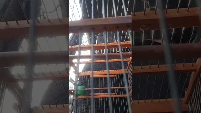 сава жир жир щегол пений смотреть онлайн