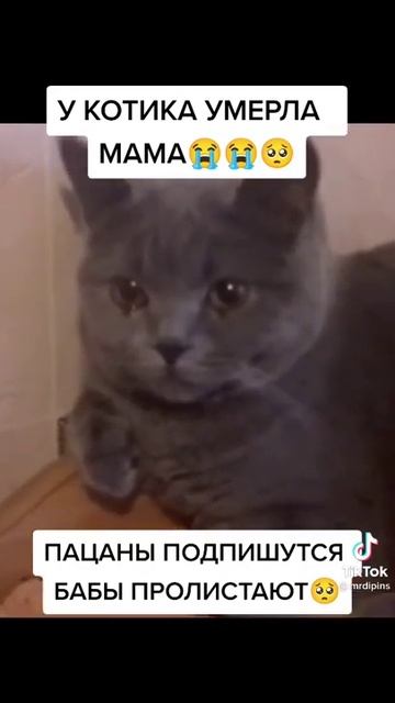 Кому тоже жалко кота подпишитесь и поставьте лайк за него!И напишите в комментариях ,, Жалко". смотреть онлайн