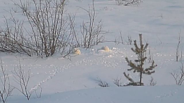 ПесцЫ смотреть онлайн
