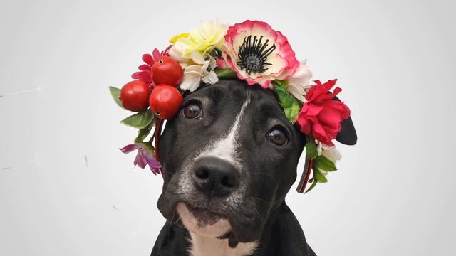 Spring is in the "hair" - Ask Your Vet About Derm Defense смотреть онлайн