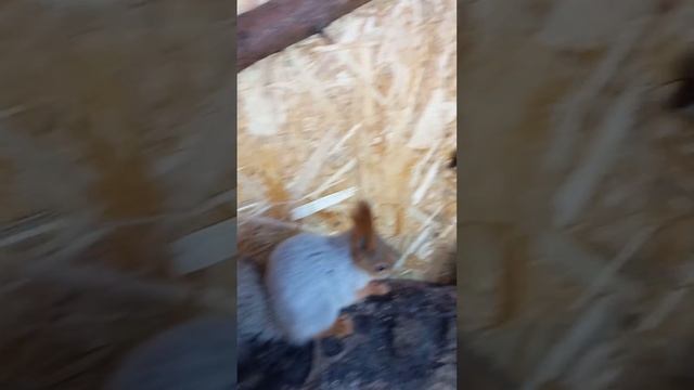 белки в вольере смотреть онлайн