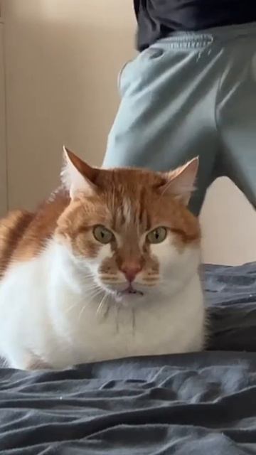 Кот, который всеми силами сдерживает отвращение смотреть онлайн