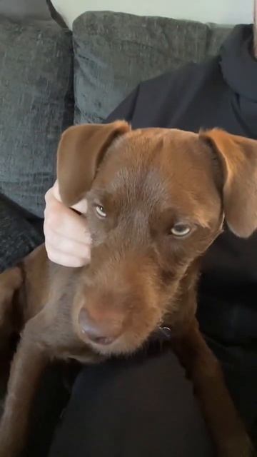 See if you dog can hear this, #fyp #dogs #ytshorts #dognoises смотреть онлайн