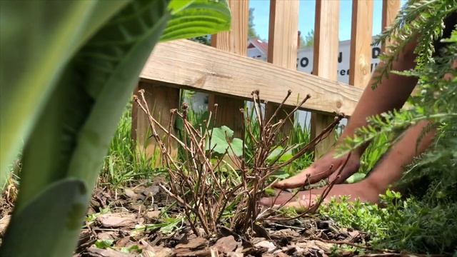 Relaxing Gardening- Cup and Saucer Vines and Luffa смотреть онлайн