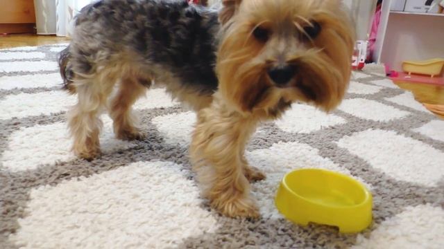 24 ЧАСА мои домашние ПИТОМЦЫ управляют МОЕЙ ЖИЗНЬЮ Яна Котенок Собака и Кот СБОРНИК Серии смотреть онлайн