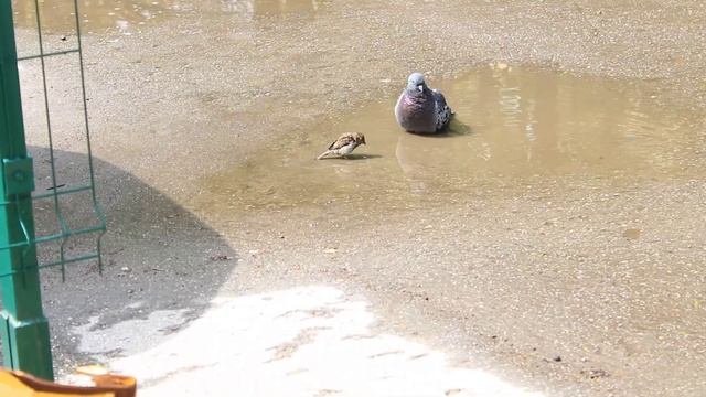 Городская жизнь птичек.17.05.2024.The urban life of birds.17.05.2024. смотреть онлайн