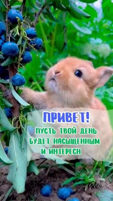 Привет ! Пусть твой День будет насыщенным и интересным ! ❤💋🤗💖💕❤ смотреть онлайн