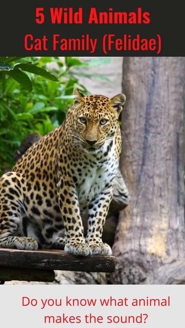 Animal Sounds vol.3 (Cat Family) #shorts смотреть онлайн