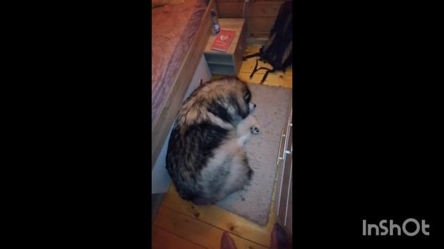 питомцы отдыхают 🤗🥰 смотреть онлайн