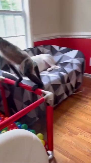 Keke cheats in tag 🙄🐒🤣 #tag #dogo #monkey #play #fun #chase #animals #goodmorning #sunday #fyp смотреть онлайн