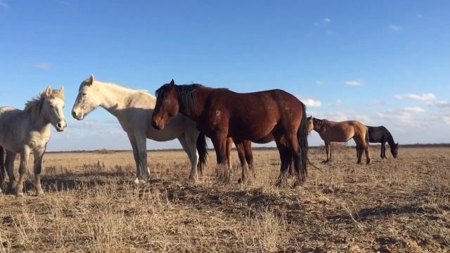 Косяк Атамана. Атаманның үйірі... 31.10.21. #конь #жеребец #лошади #fight #жылқы #жизнь #хобби смотреть онлайн