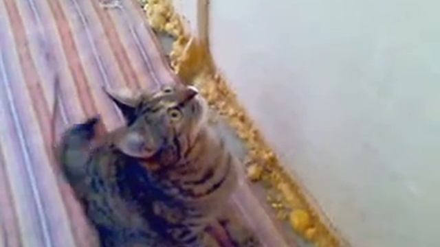 Разговор с мухой.mp4 смотреть онлайн