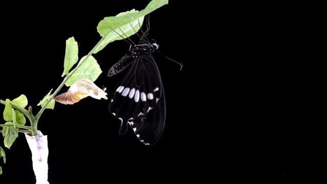 玉帶鳳蝶 Papilio polytes смотреть онлайн