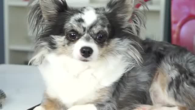 СОБАКА ХОМЯК?! Новая причёска! Стригу собаку!🐹✨ смотреть онлайн