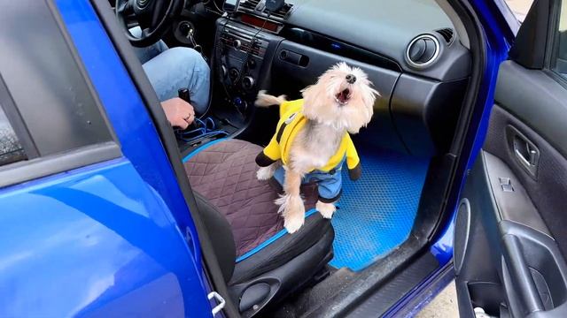 Кусочек дня ) гуляем с собакой, правильно переходим дорогу , сжигаем Масленицу смотреть онлайн