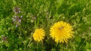 Расцвели одуванчики