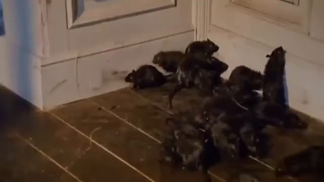 Кот как спастит жизнь смотреть онлайн