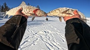 ТРИ ВИДА РЫБ НА ОДНОЙ РЫБАЛКЕ | ХАРИУС, СИГ, ЩУКА | ПОЕЗДКА ЗА ХАРИУСОМ | ДЕНЬ ПЕРВЫЙ