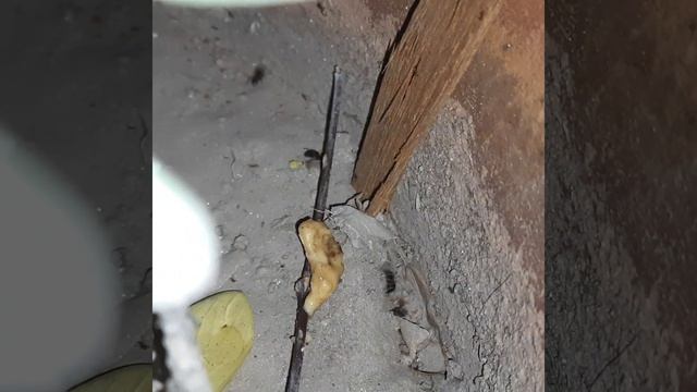 Ant war : Battle of three armies смотреть онлайн