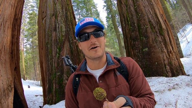 Giant Sequoia Trees | Yosemite National Park | The Biggest Living Things On Earth смотреть онлайн