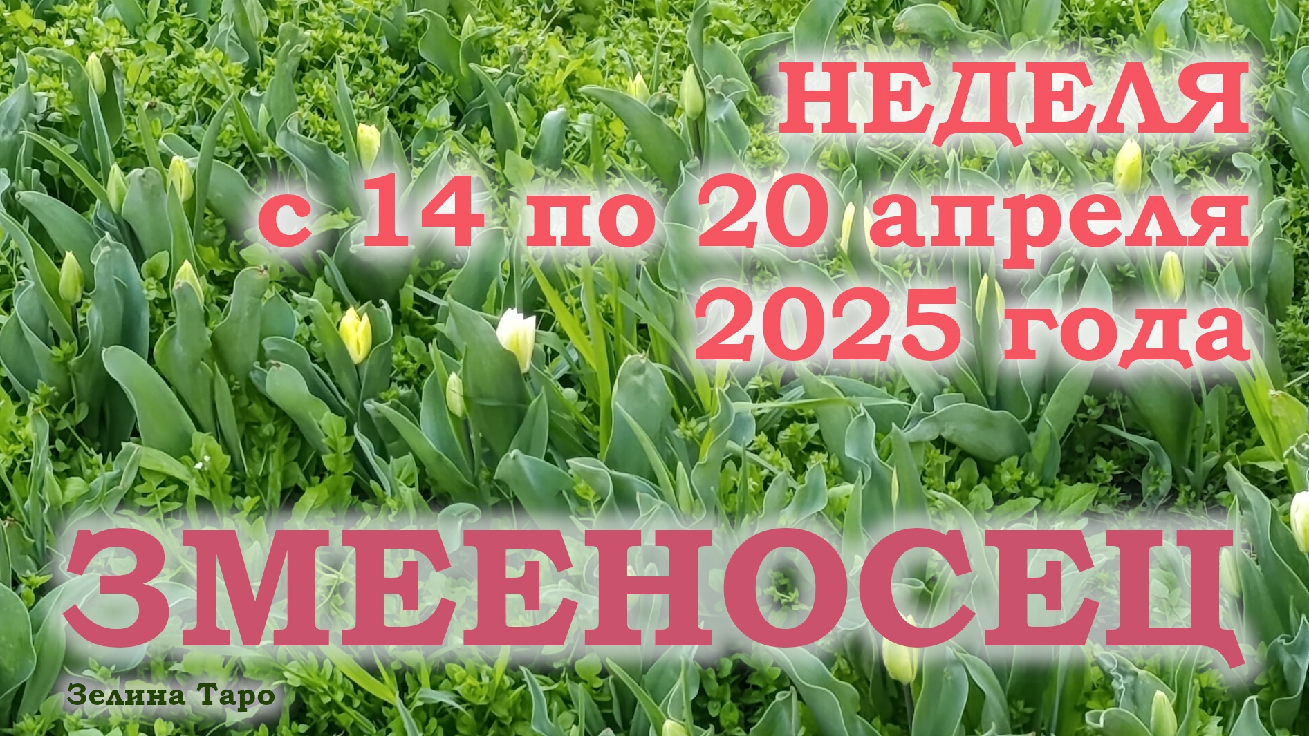 ЗМЕЕНОСЕЦ | ТАРО прогноз на неделю с 14 по 20 апреля 2025 года