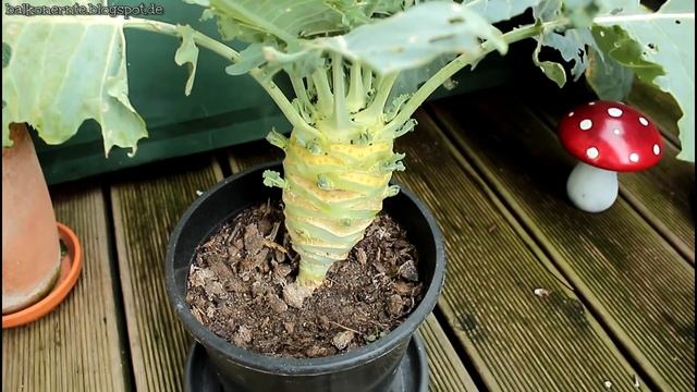 Kohl auf dem Balkon - Ein Pflanzversuch (Kohlrabi, Rotkohl, Weißkohl) смотреть онлайн