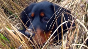 История жизни шотландского сеттера Ларса. Часть 2