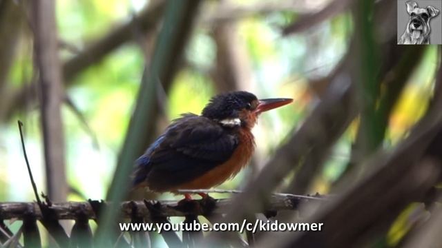 Bird Call: BLUE-EARED KINGFISHER, Singapore смотреть онлайн