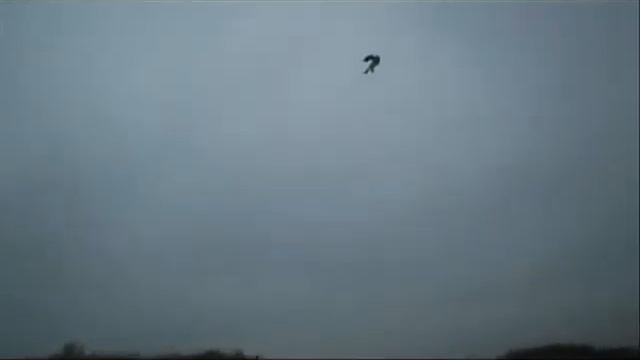 Летающая собака смотреть онлайн