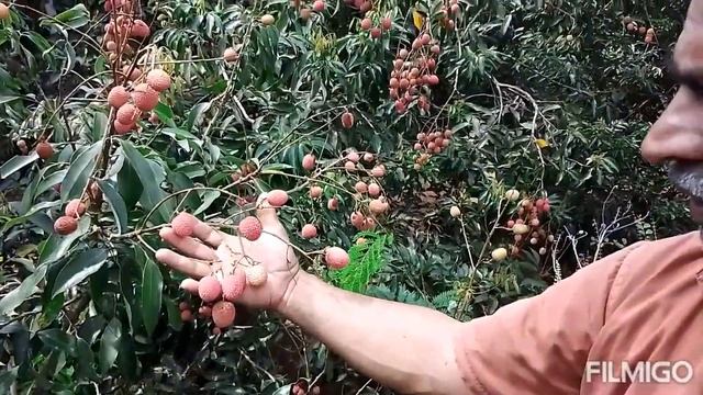 #ಲಿಚ್ಚಿ/#litchi смотреть онлайн