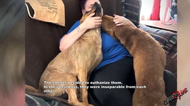 Каждый раз люди возвращали их назад в приют! Приют решил от них избавиться! смотреть онлайн