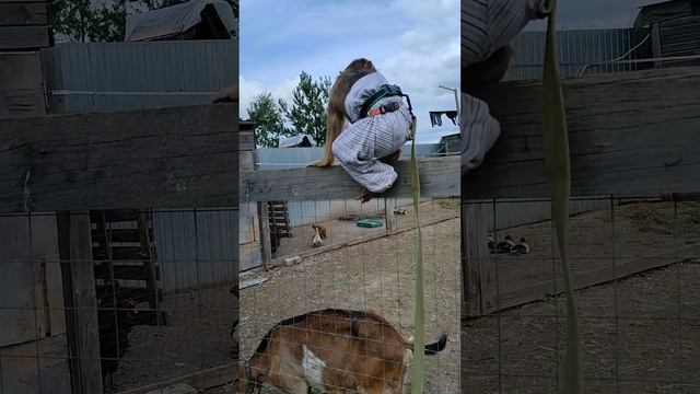 Попытка номер два)🐐🐐🐐 смотреть онлайн