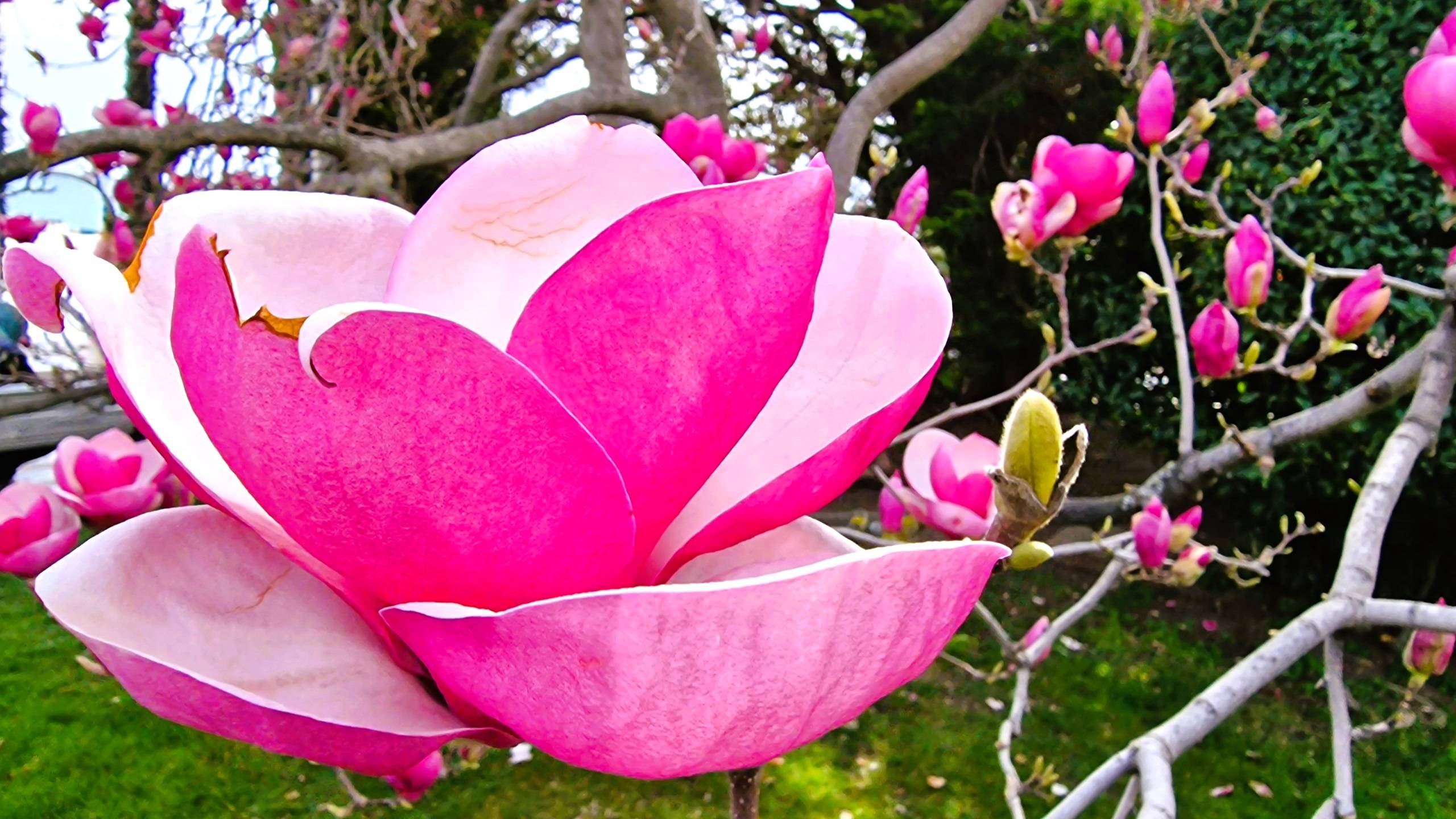 Крым 2025. Восхитительное цветение магнолий на набережной Ялты и в парках. смотреть онлайн