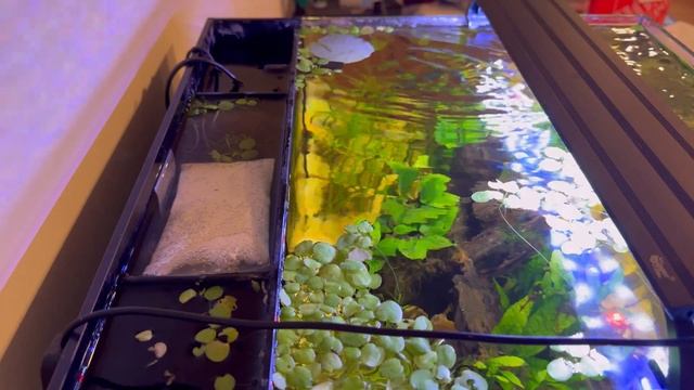 Seachem Purigen Review | Unparalleled Water Clarity!