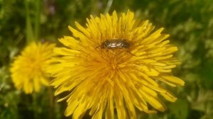 Одуванчики HD