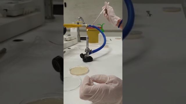 HOW TO GROW "BACTERIA" ON AGAR PLATE? #laboratory #science #bacteria #microbiology #genetics смотреть онлайн