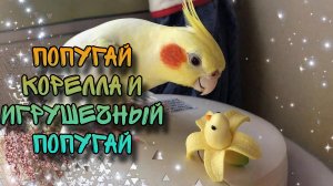 Попугай корелла разговаривает с игрушечным попугаем. Милота)