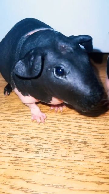 Морские свинки ждут еду смотреть онлайн