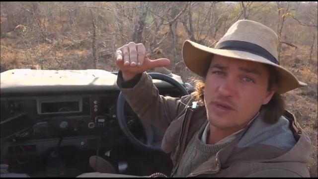 WildEarth Live Safari AM Game Drive 8/05/15 смотреть онлайн