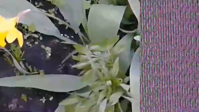 Гортензия.тюльпаны смотреть онлайн