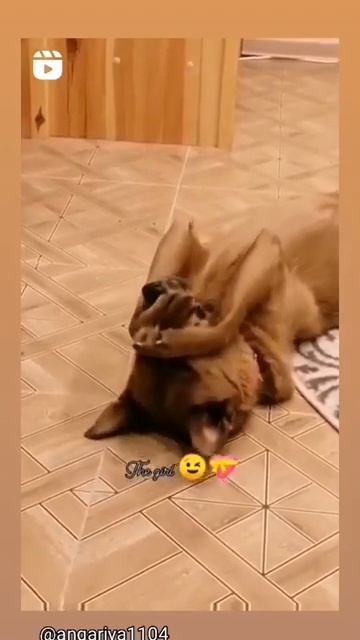 Дикая собака Динго 🤗 смотреть онлайн