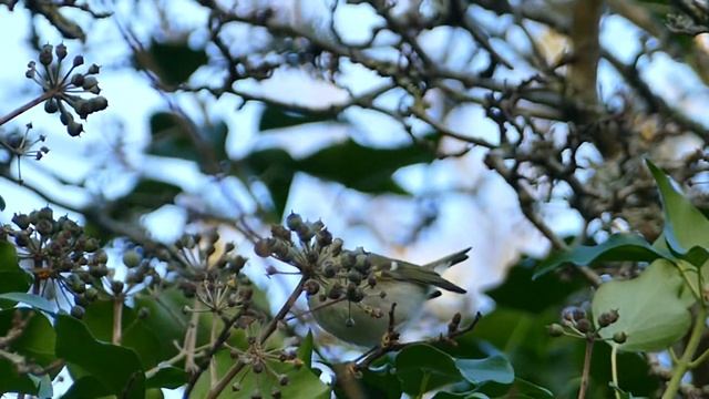 Yellow-browed Warbler Clennon Valley Torbay Devon 25 November 2017 смотреть онлайн