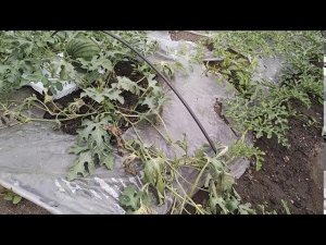 Фузариозное увядание арбузов.23.07.20