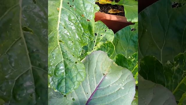Vegetable Summer Garden Pests смотреть онлайн