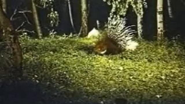 Дикобраз смотреть онлайн