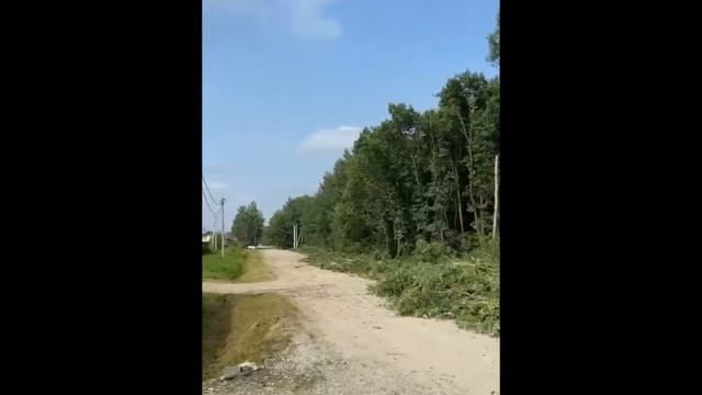 Более 100 деревьев рубят под ЛЭП в Хабаровске смотреть онлайн