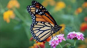 Звуки Бабочки, Шелест и Порхание Крыльев