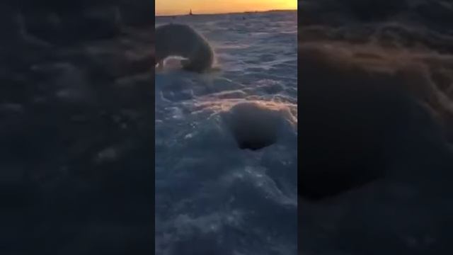 Лиса плутовка смотреть онлайн
